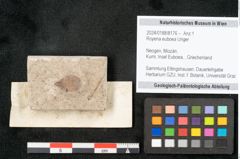 Foto (Objekt + Etikett) von Royena euboea Unger (NHMW-GEO-2024-0188-8176)